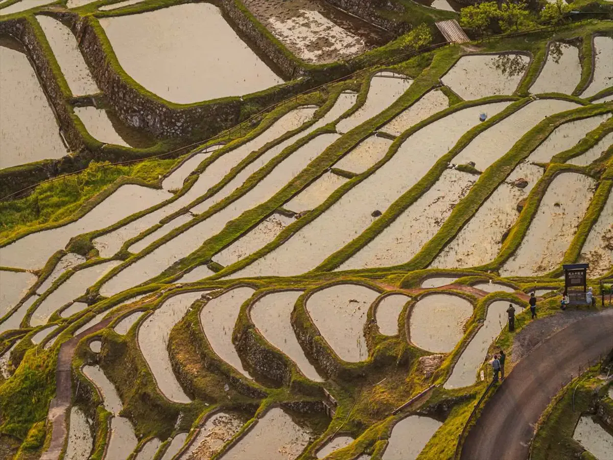 丸山千枚田(写真 2)