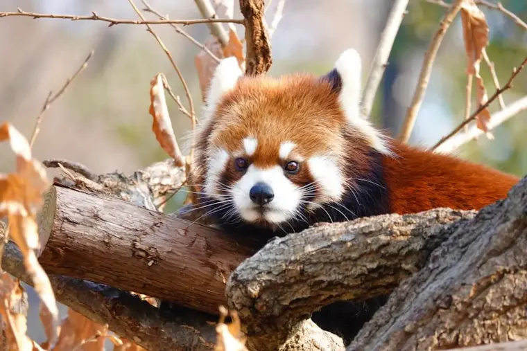 野毛山動物園