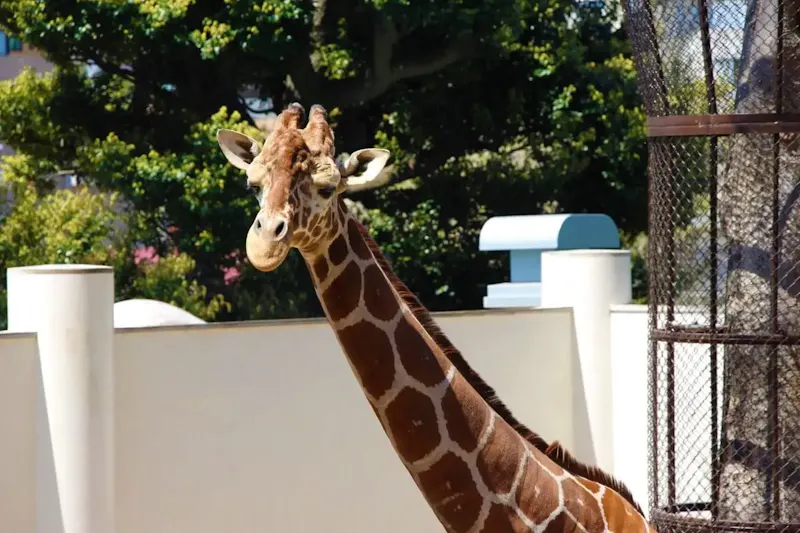 野毛山動物園