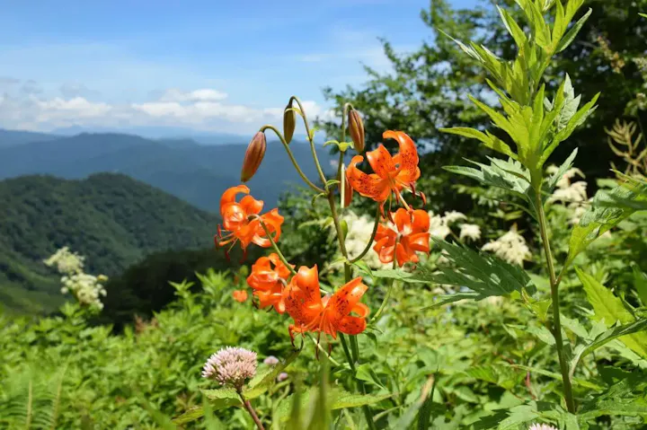 高山植物が豊富に見られる天神平！