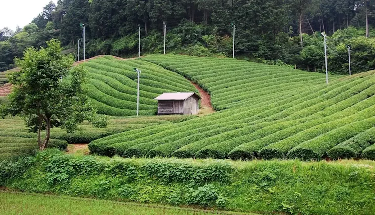宇治茶の郷 和束の茶畑