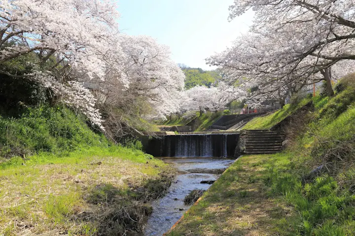 1.5kmの桜並木が有名な井手の玉川！