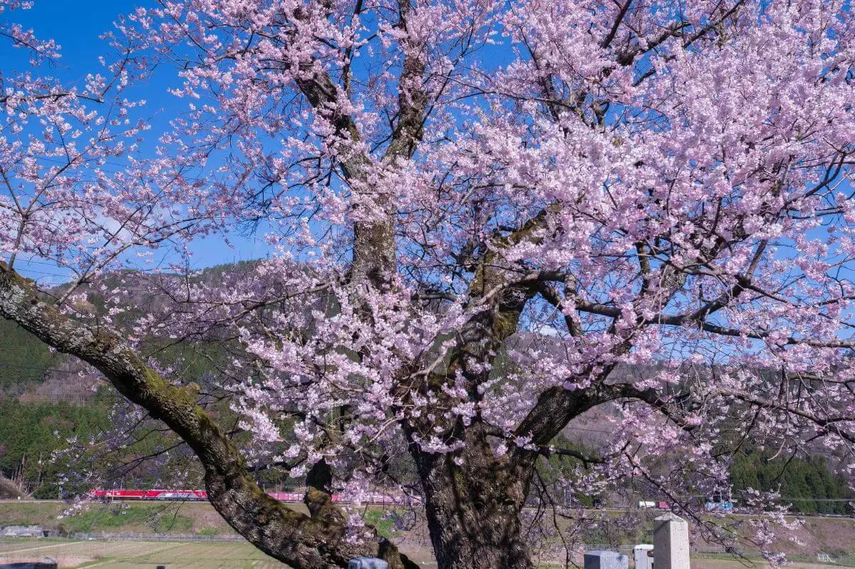 井手の玉川(写真 3)