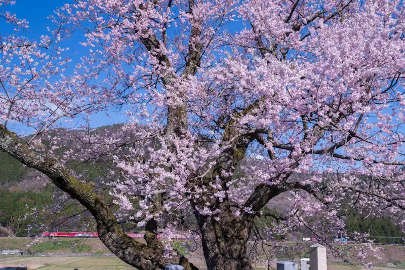 井手の玉川