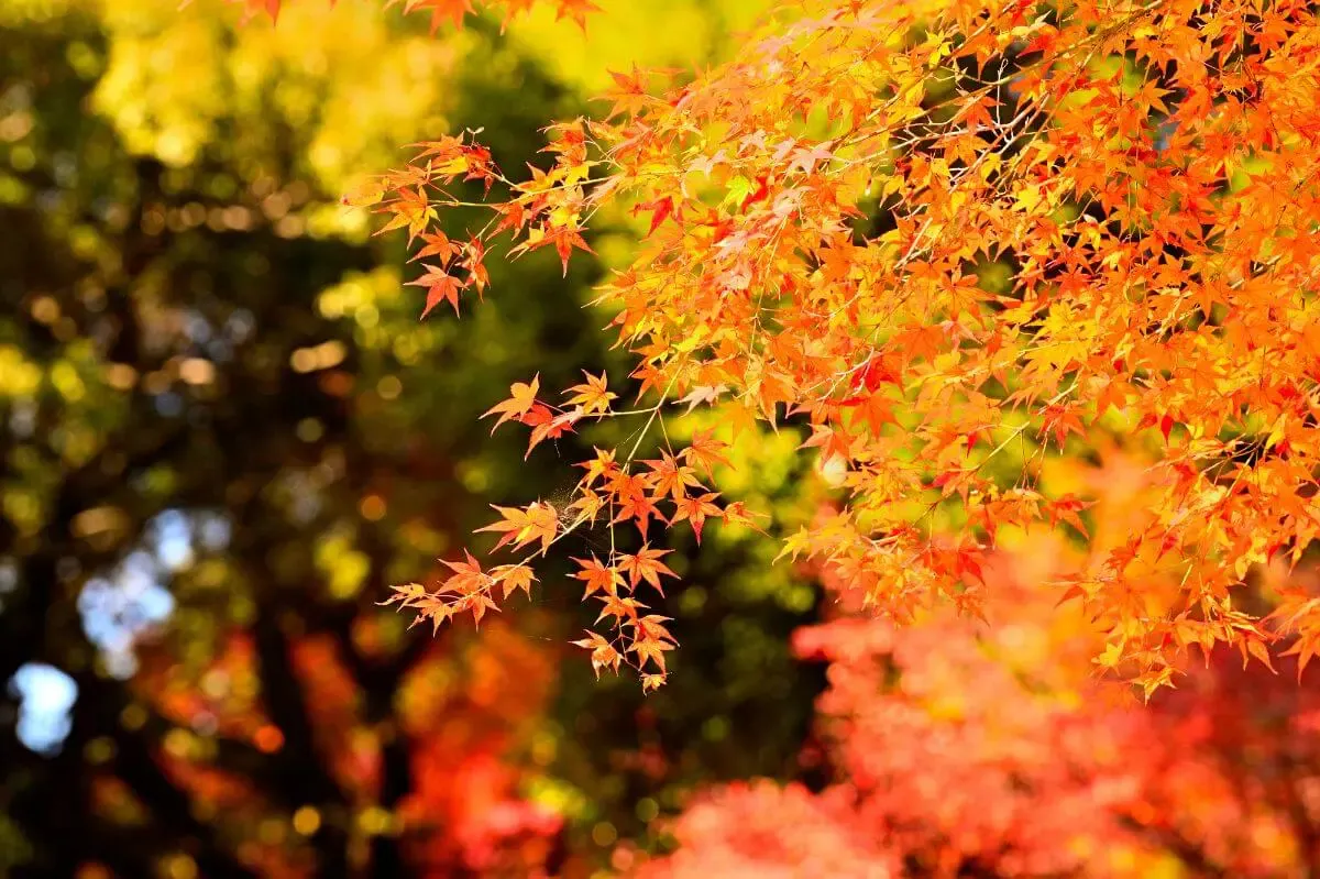 井手の玉川(写真 5)