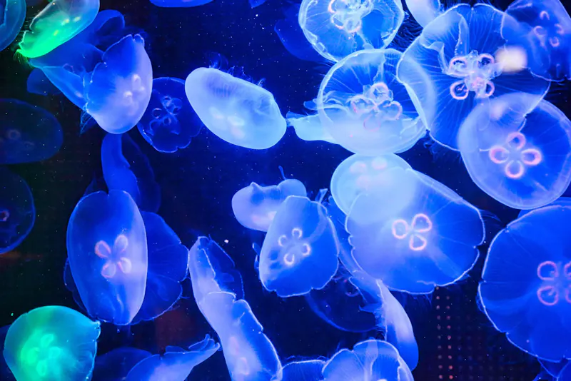 越前松島水族館