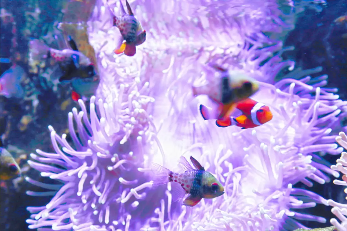 越前松島水族館（写真 6）