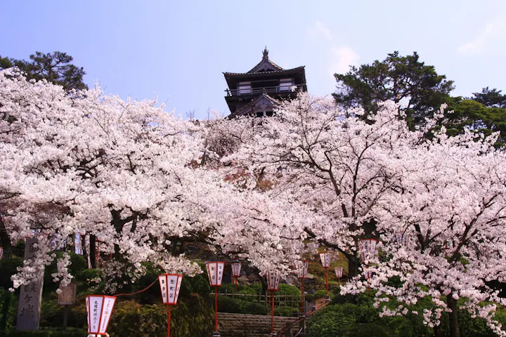 桜の名所でもある丸岡城