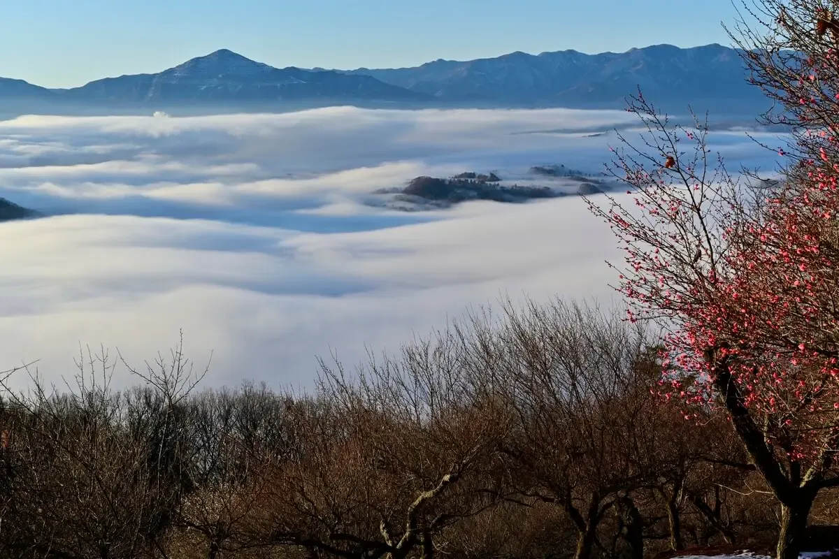 宝登山（写真 6）