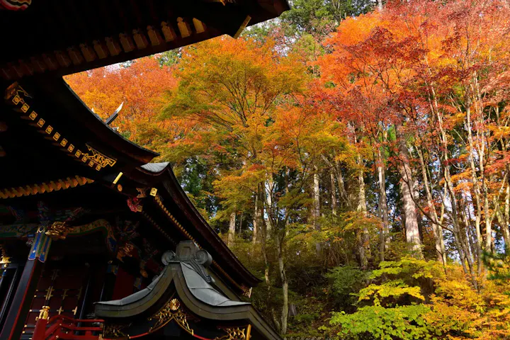 秋に行けば真っ赤に染まった紅葉が!