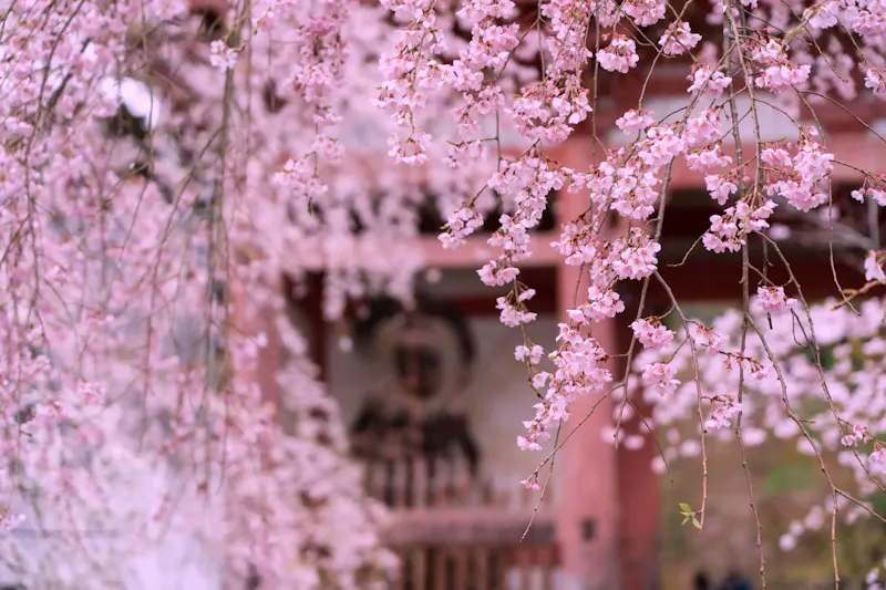 醍醐寺