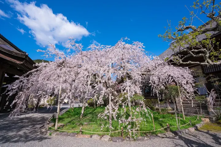 毘沙門堂跡の桜