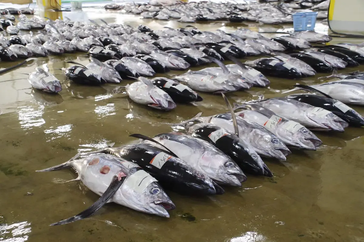 南紀勝浦温泉(写真 3)