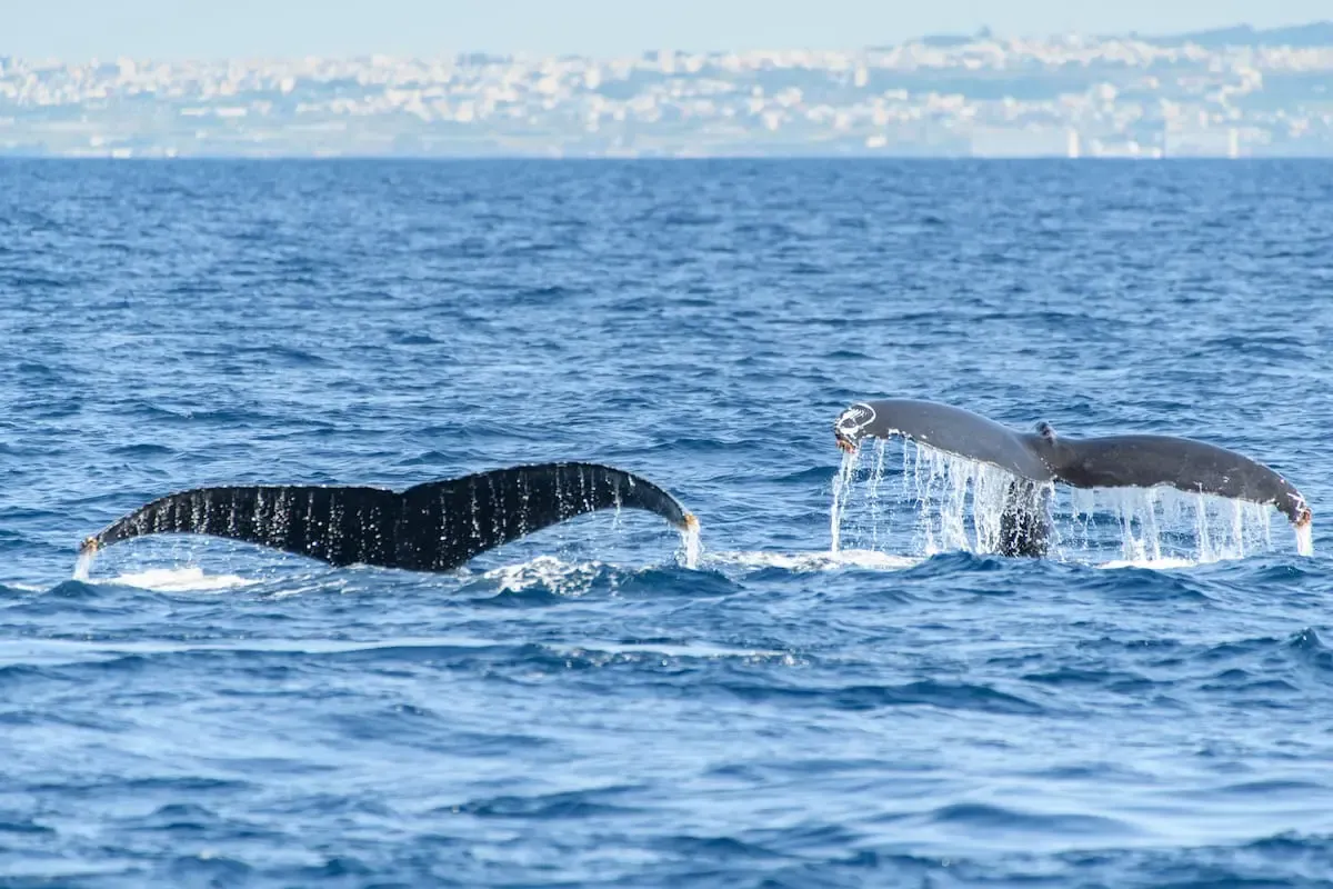 南紀勝浦温泉(写真 6)