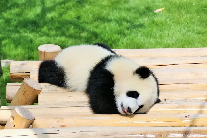 約140種類の動物たちに出会う
