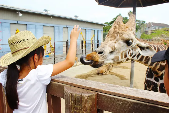 動物たちと触れ合う