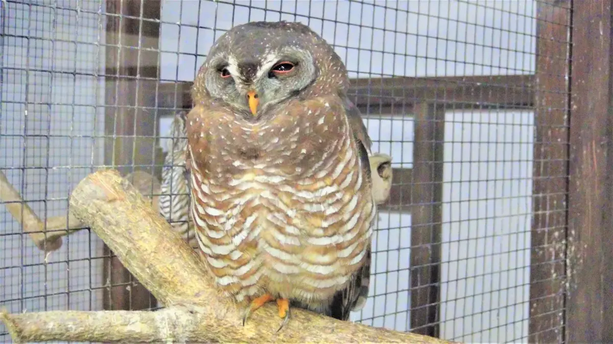 掛川花鳥園（写真 3）