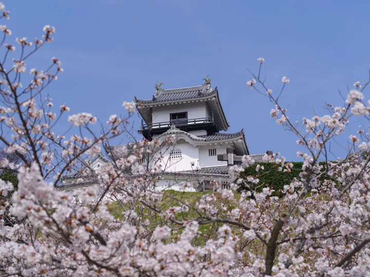 掛川の桜の名所としても有名