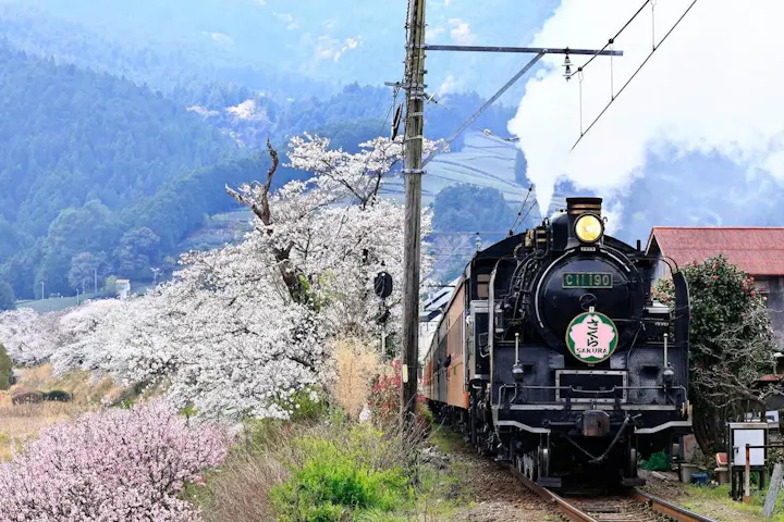 ここでしか出会えない春の絶景