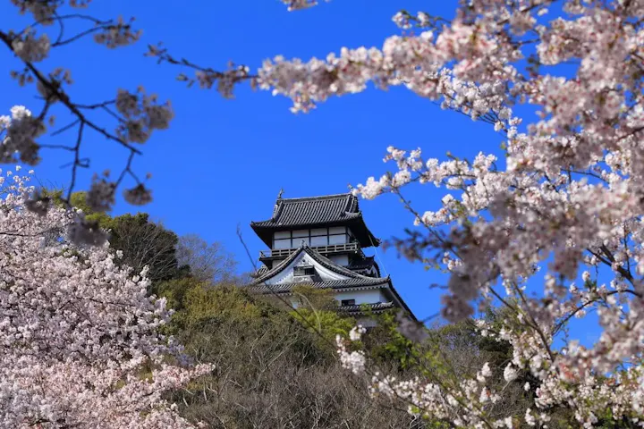 犬山随一の桜の名所