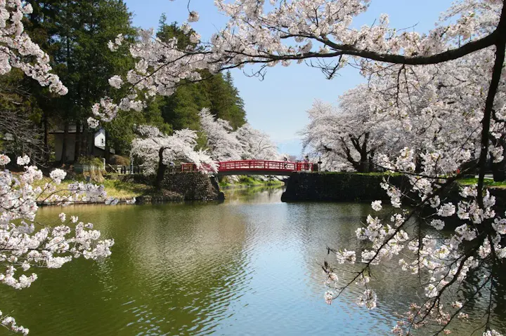 水堀沿いに約200本の桜が咲き誇る！