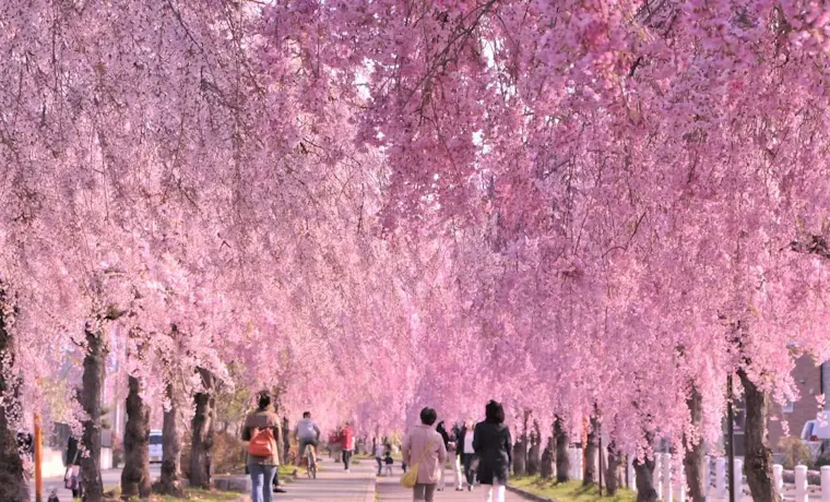 日中線記念自転車歩行者道のしだれ桜並木