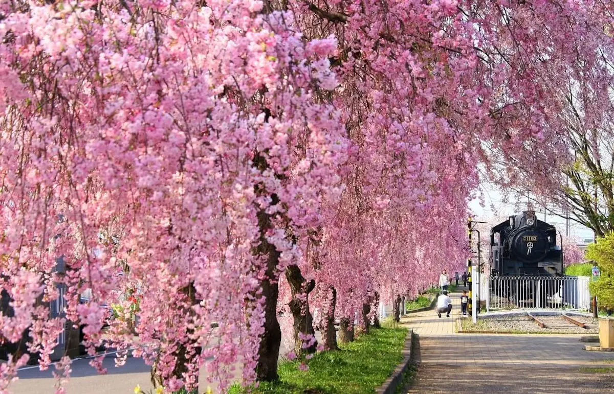日中線記念自転車歩行者道のしだれ桜並木（写真 2）