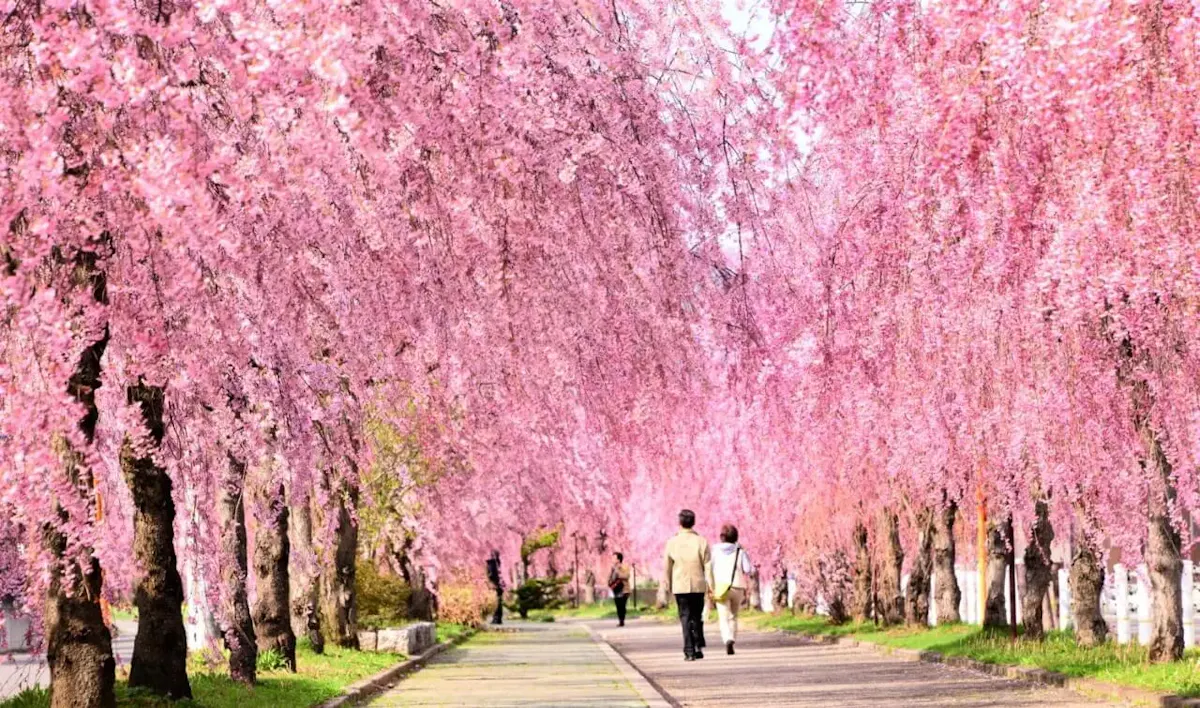 日中線記念自転車歩行者道のしだれ桜並木（写真 4）