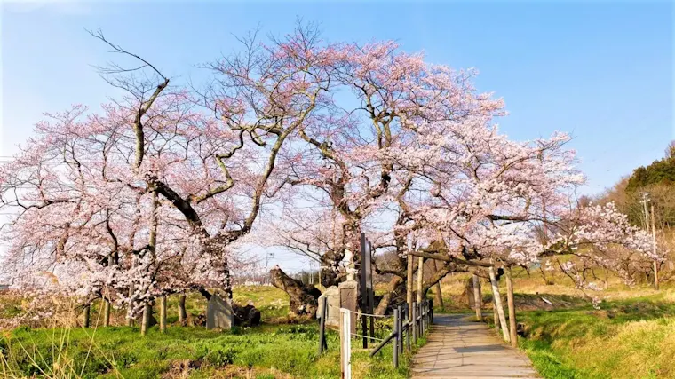 石部桜