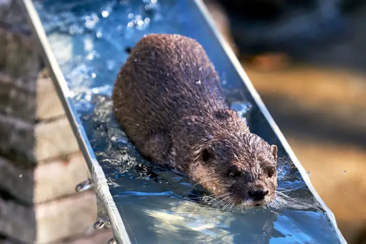 SNSで話題？！名物「流しカワウソ」