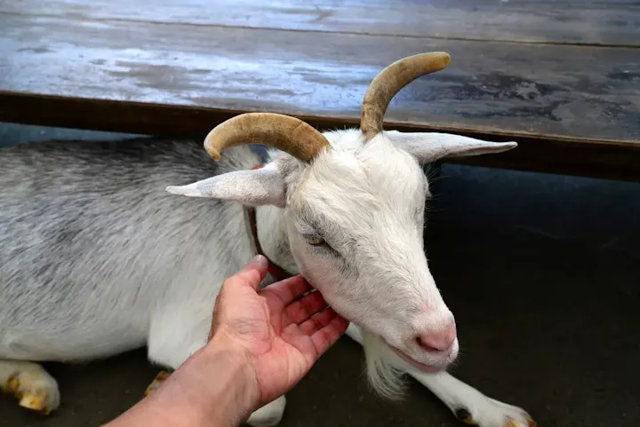 可愛い動物達とふれあえる「なかよし広場」
