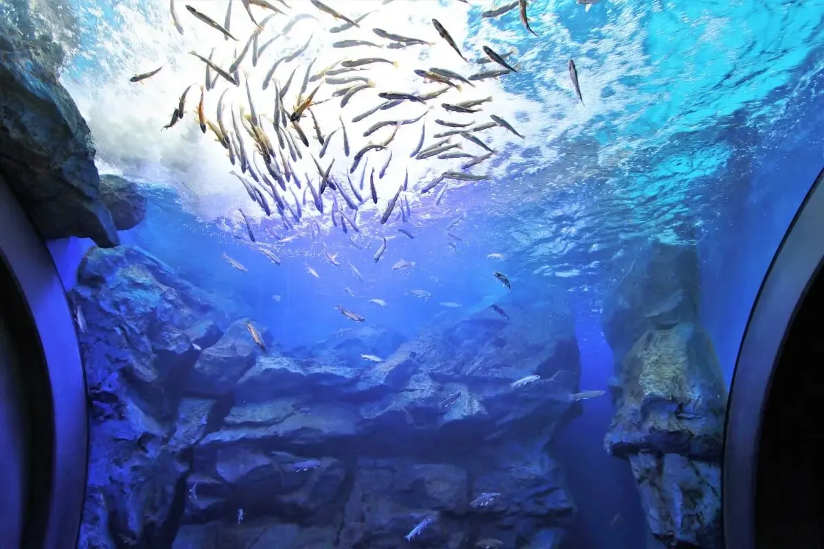 北の大地の水族館（写真 2）