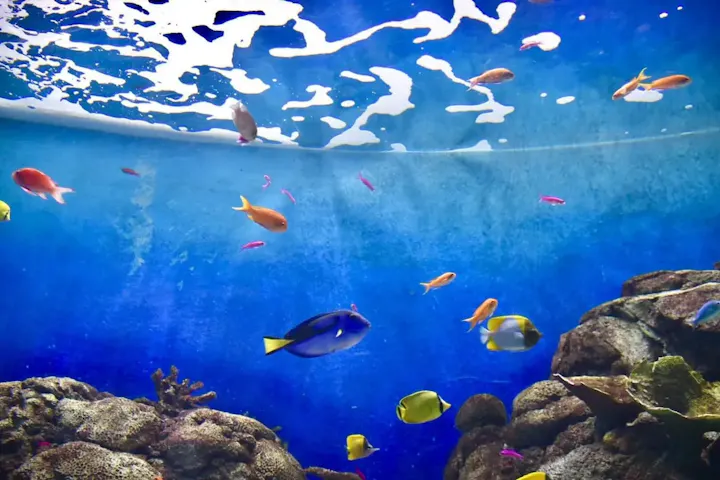 生き生きと泳ぐ魚を鑑賞