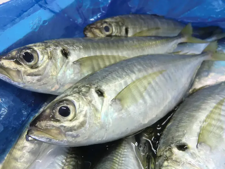 アジ釣り体験を楽しむ