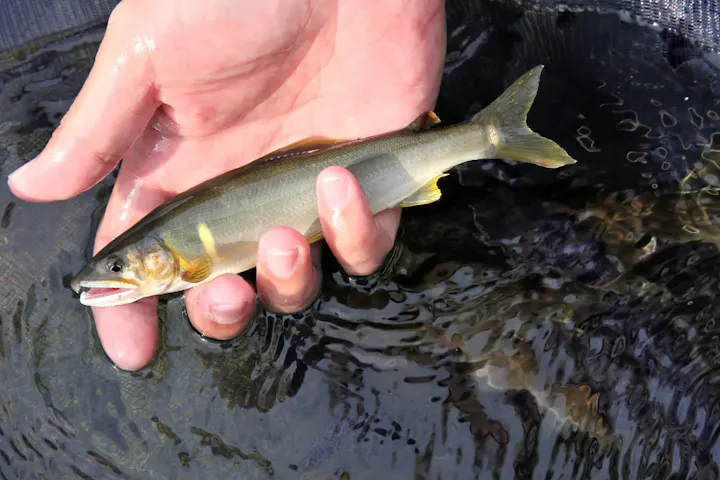 浄蓮の滝で釣りを楽しもう