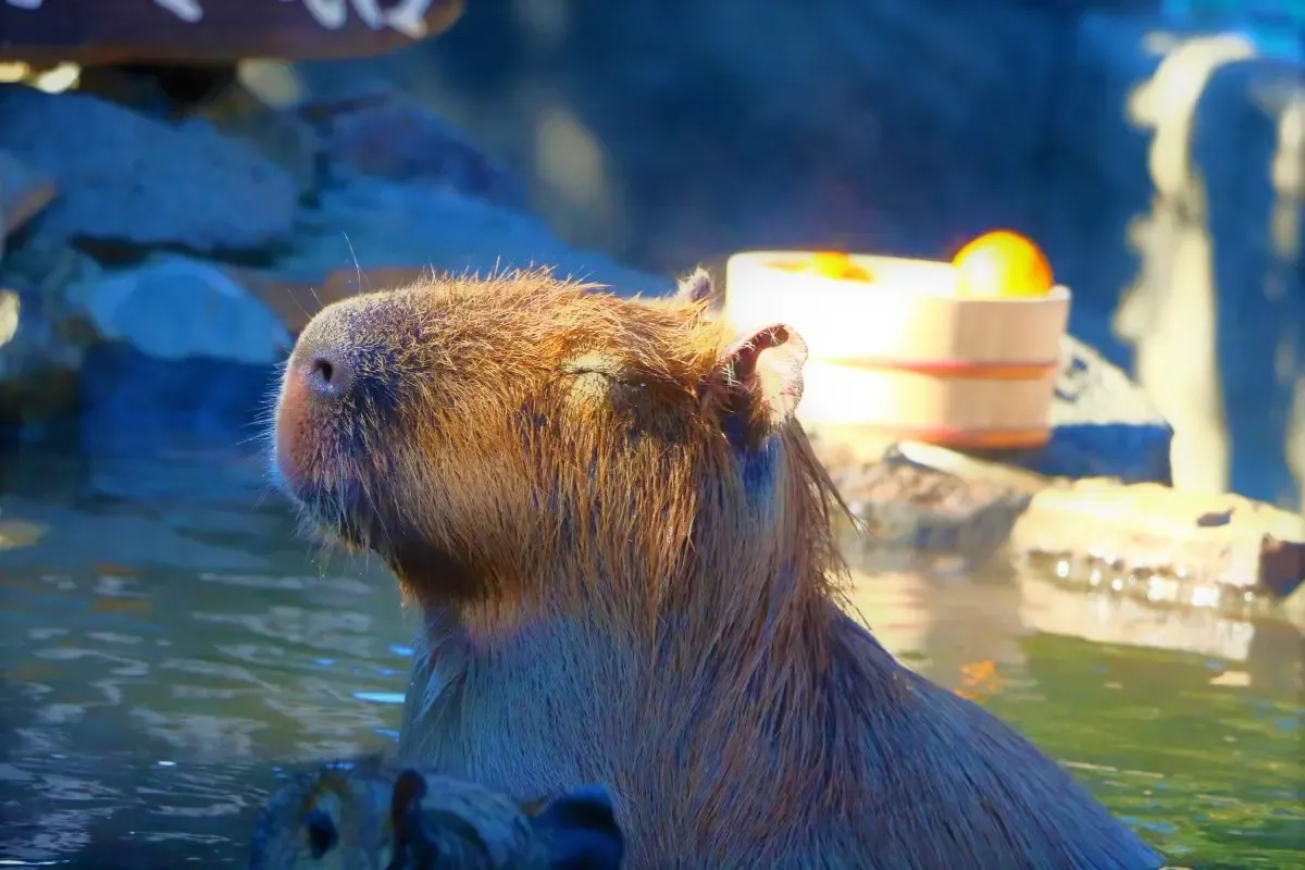 シャボテン動物公園(写真 2)