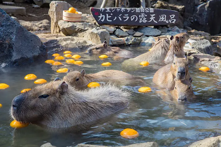 冬季限定!元祖カピバラの露天風呂