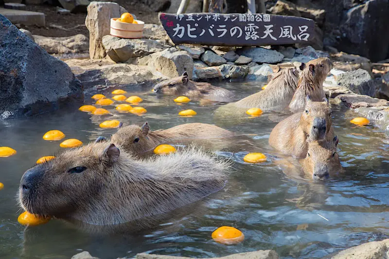 シャボテン動物公園