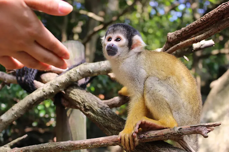 シャボテン動物公園