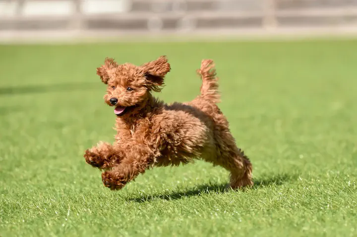 愛犬と一緒に楽しむわんわんパーク