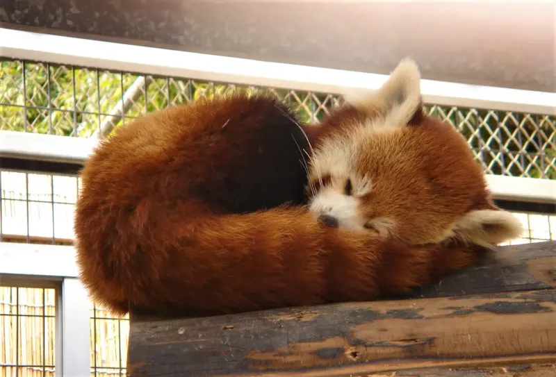 熱川バナナワニ園