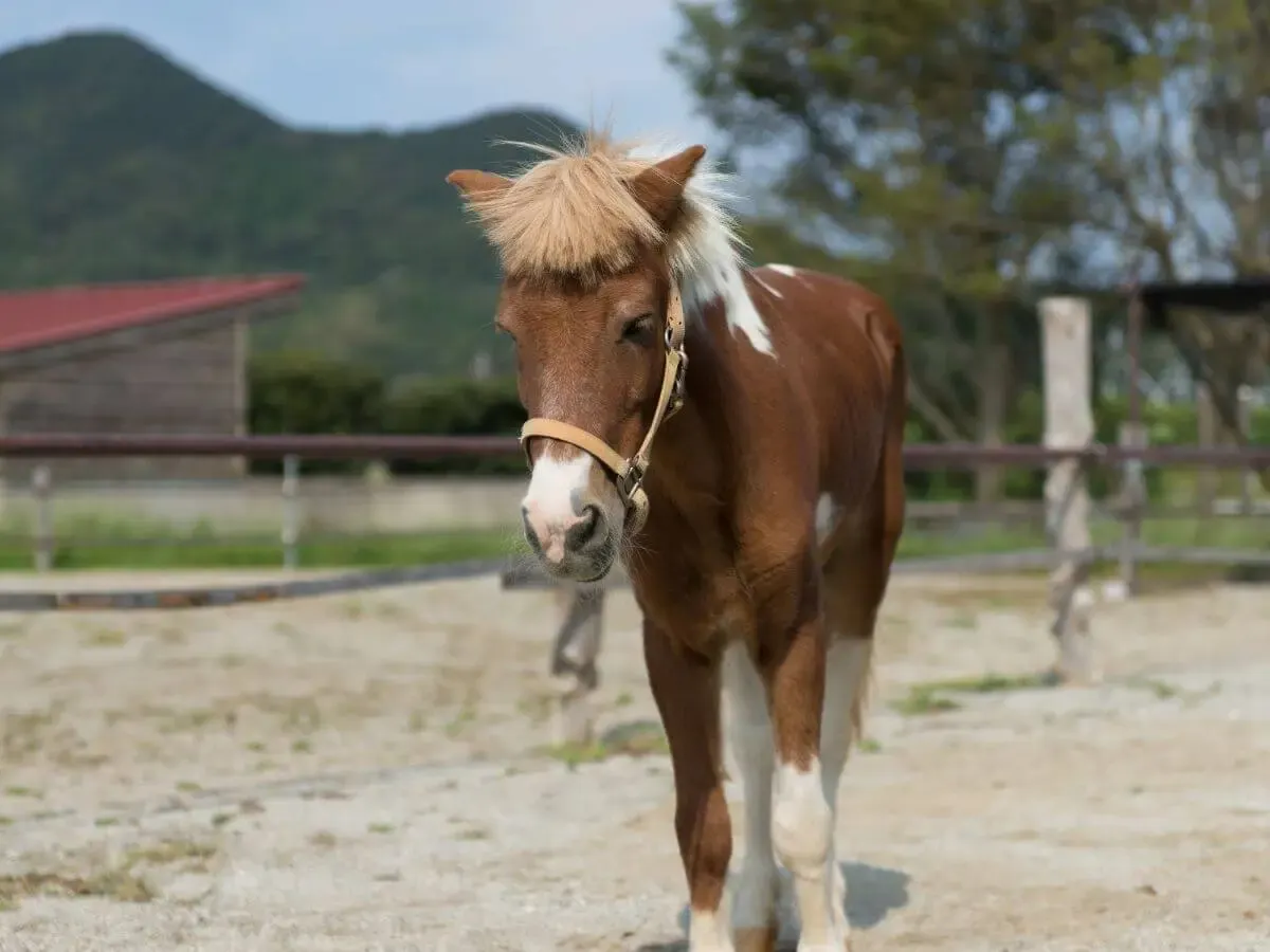 サンテパルクたはら(写真 6)