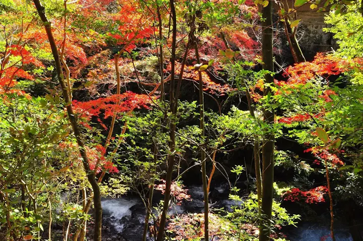 色彩豊かな秋の紅葉