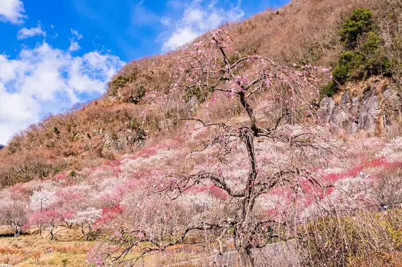 湯河原温泉