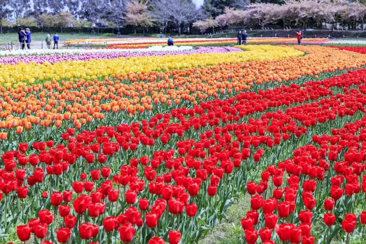 花祭りを楽しむ