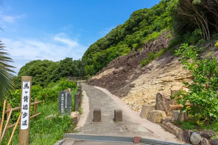 遊歩道に生息する動植物を観察しよう
