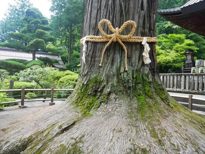 樹齢1000年以上！大迫力の御神木