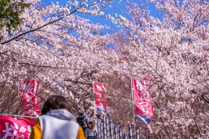 屋台やイベントで賑わう桜まつり