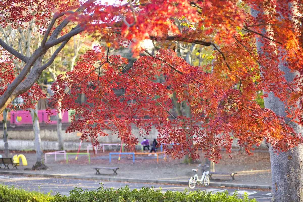 駒沢オリンピック公園(写真 3)
