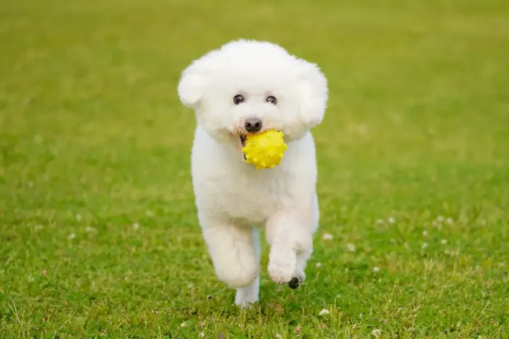 愛犬も一緒に楽しめる！